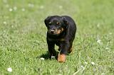 BEAUCERON - PUPPIES 340